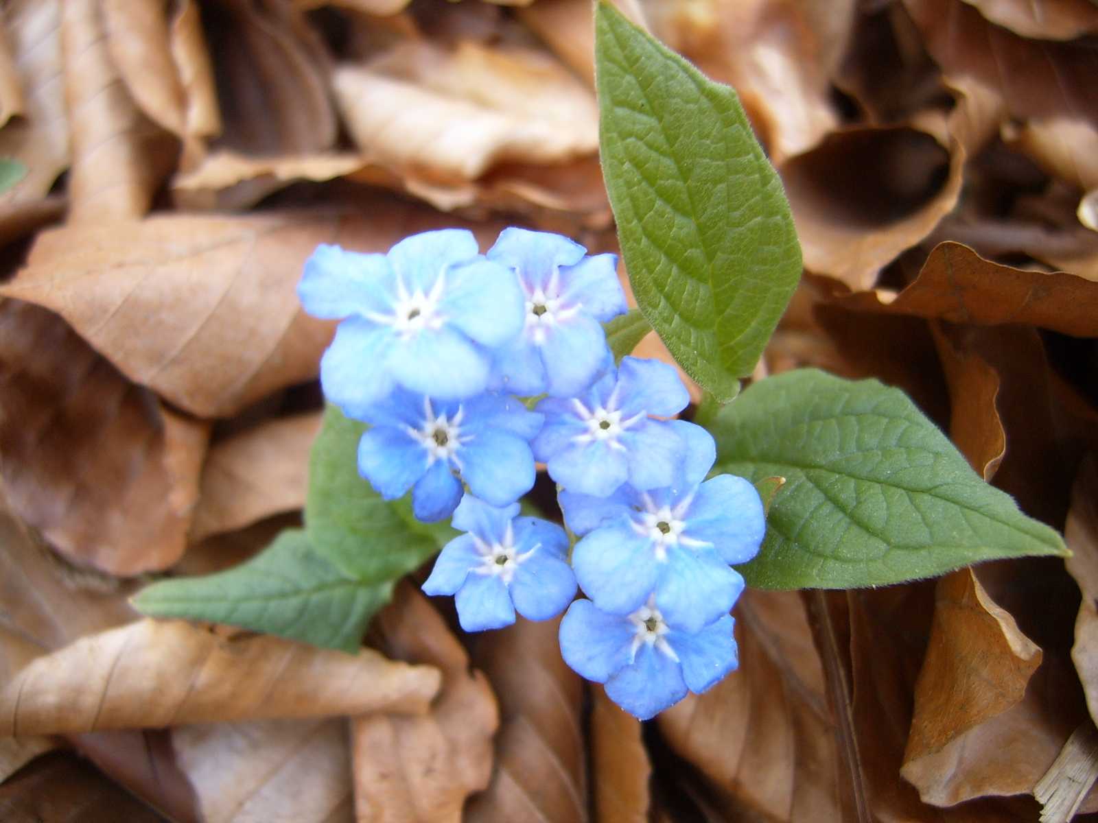 Omphalodes verna